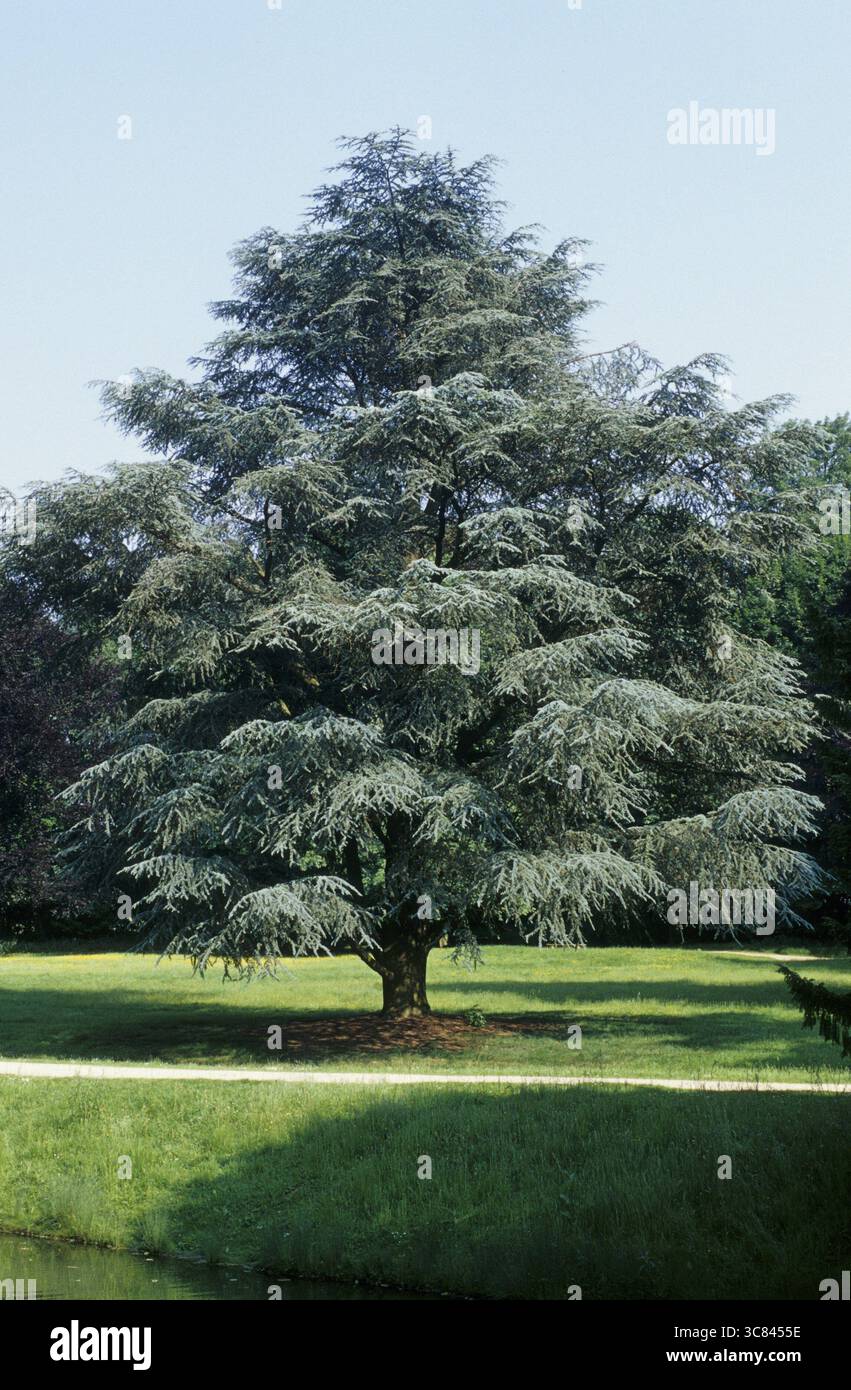 Atlas Cedar (Cedrus atlantica) Stockfoto