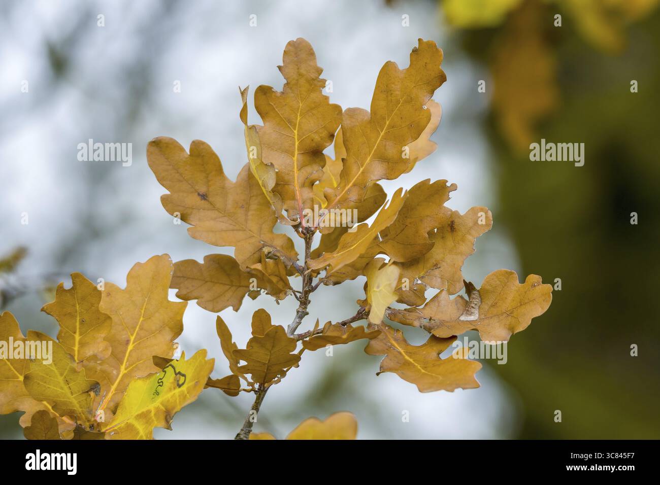 Stieleiche (Quercus Robur) Stockfoto