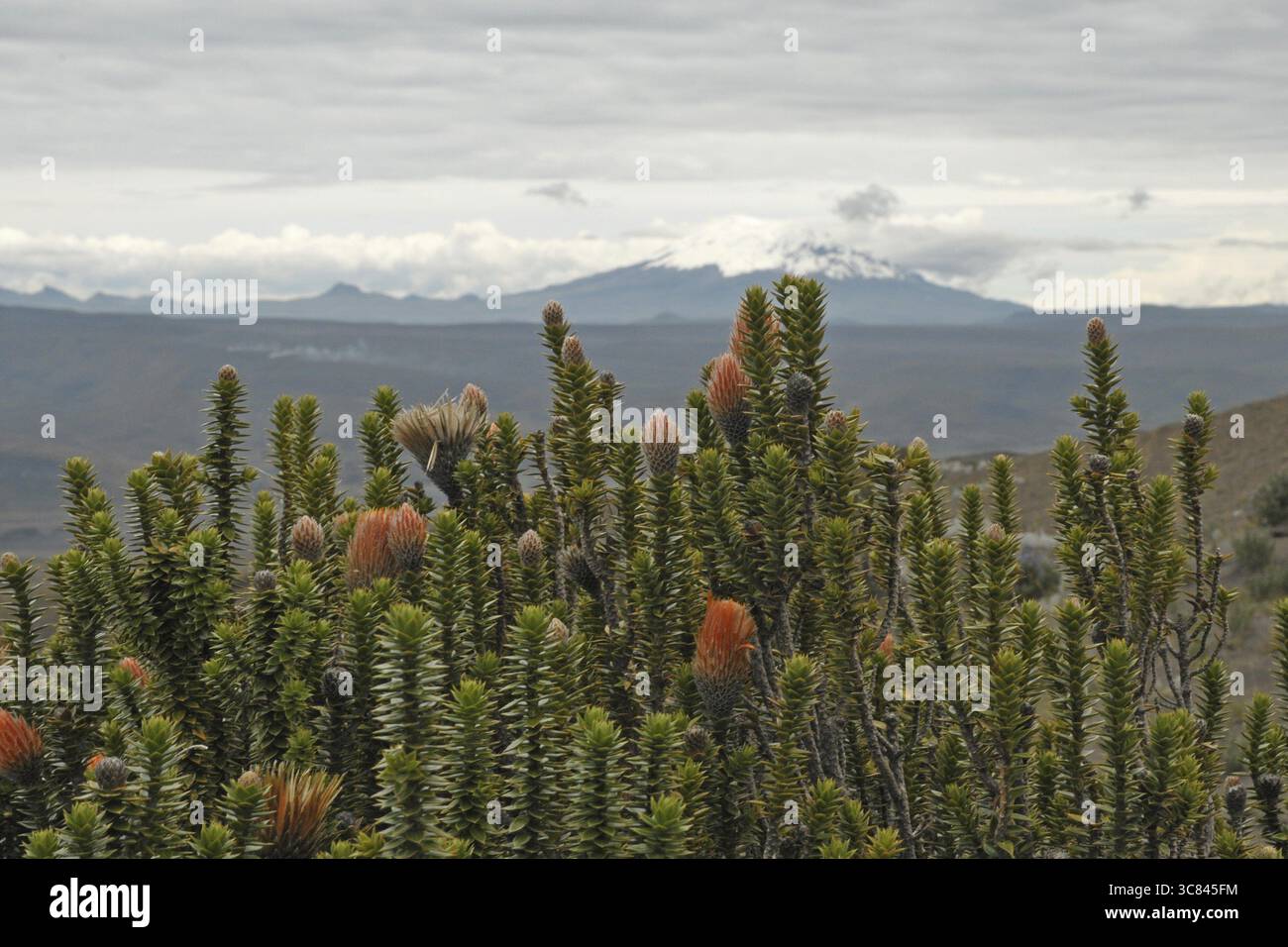 Blume des Andenkletters (Chuquiraga jussieui) Stockfoto