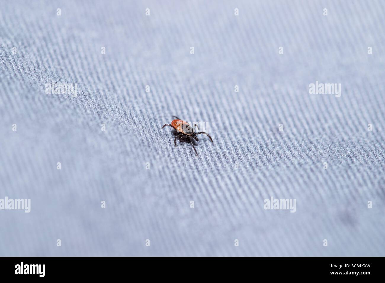 Häkchen (Icodes ricinus) krabbeln auf Hose graues Stoffmakro mit Kopierraum Stockfoto