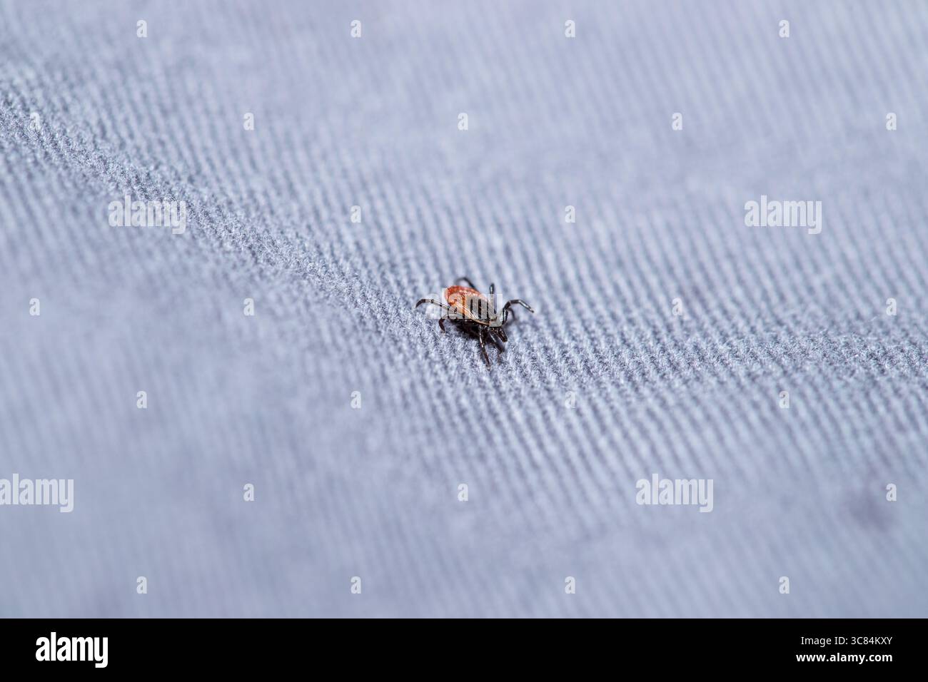 Häkchen (Icodes ricinus) krabbeln auf Hose graues Stoffmakro mit Kopierraum Stockfoto