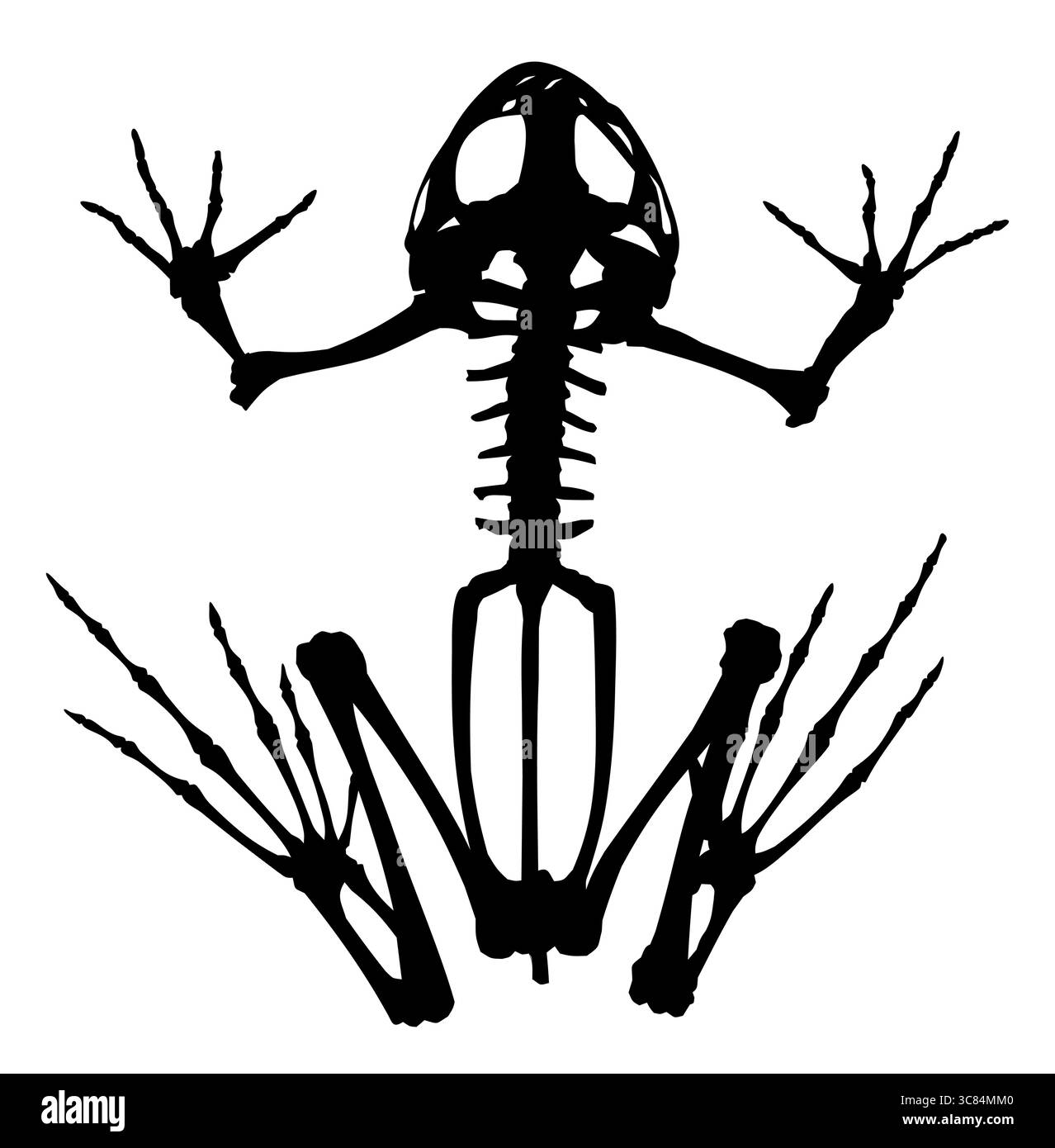 Das Skelett eines großen Frosches. Stock Vektor