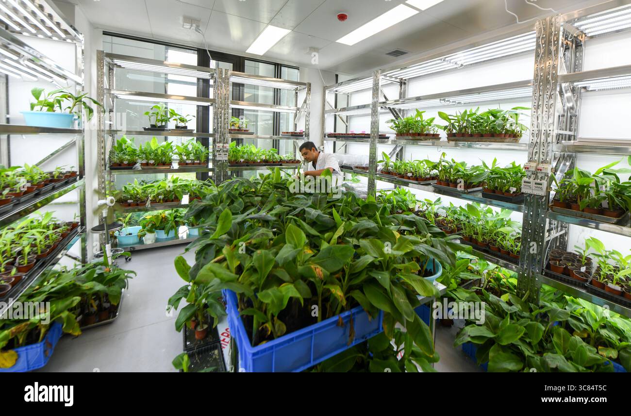 (250803) -- SANYA, 3. August 2025 (Xinhua) -- Waseem Raza beobachtet Bananenpflanzen in Sanya, südchinesischer Provinz Hainan, 29. Juli 2025. Waseem Raza, ein 45-jähriger Pakistaner, arbeitet als Associate Researcher an der Chinesischen Akademie für tropische Agrarwissenschaften (CATAS). Er promovierte an der Landwirtschaftsuniversität Nanjing und trat der Universität bis 2024 als Fakultätsmitglied bei. In diesem Jahr wird er vom CATAS Sanya Research Institute über ein hochrangiges Talentprogramm rekrutiert und beginnt eine neue Karriere. Waseem erforscht Bodenökologie, Bodenmikrobiologie und die Interaktion mit mir Stockfoto