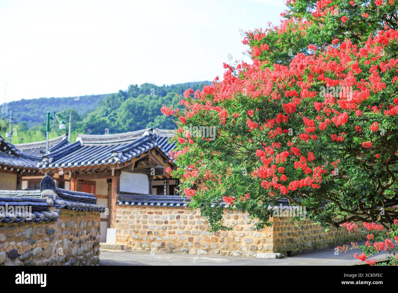 Ein Blick auf die historische Stätte von Haman und Goryeo-dong in der Provinz Süd-Gyeongsang, wo die Blüten der roten krabbenmyrte blühen Stockfoto