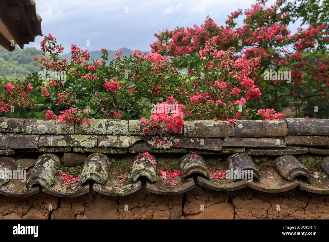 Ein Blick auf die historische Stätte von Haman und Goryeo-dong in der Provinz Süd-Gyeongsang, wo die Blüten der roten krabbenmyrte blühen Stockfoto