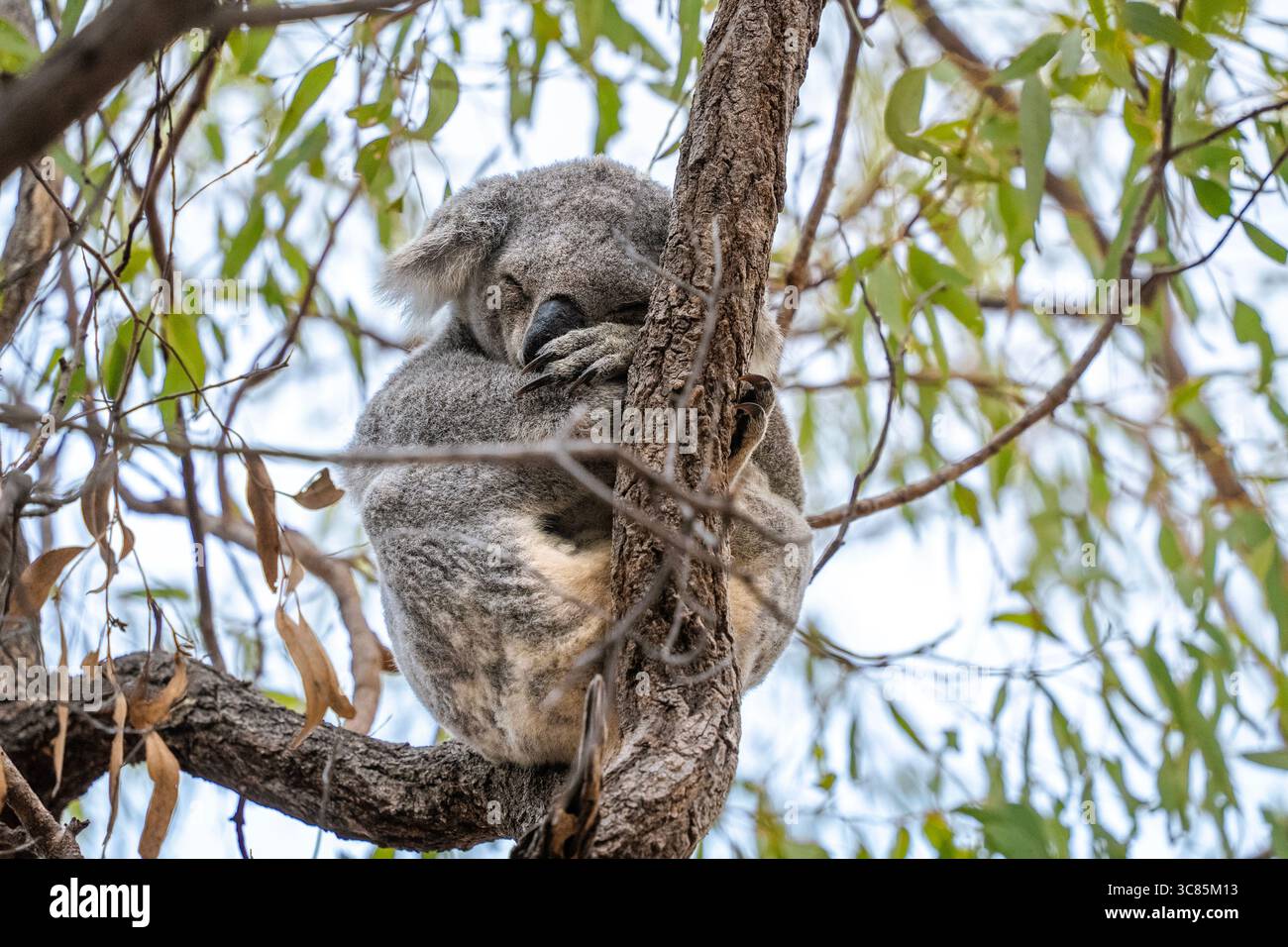 Ein Koalabär schläft in einem Baum auf dem Forts Walks-Wanderweg auf Magnetic Island in Queensland, Australien Stockfoto