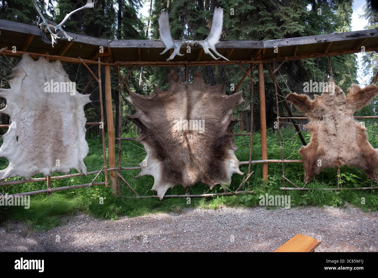 Tierfelle im Indianer Alaska Village Fairbanks Alaska USA zeigen Besuchern Details zur Kultur der Ureinwohner Stockfoto