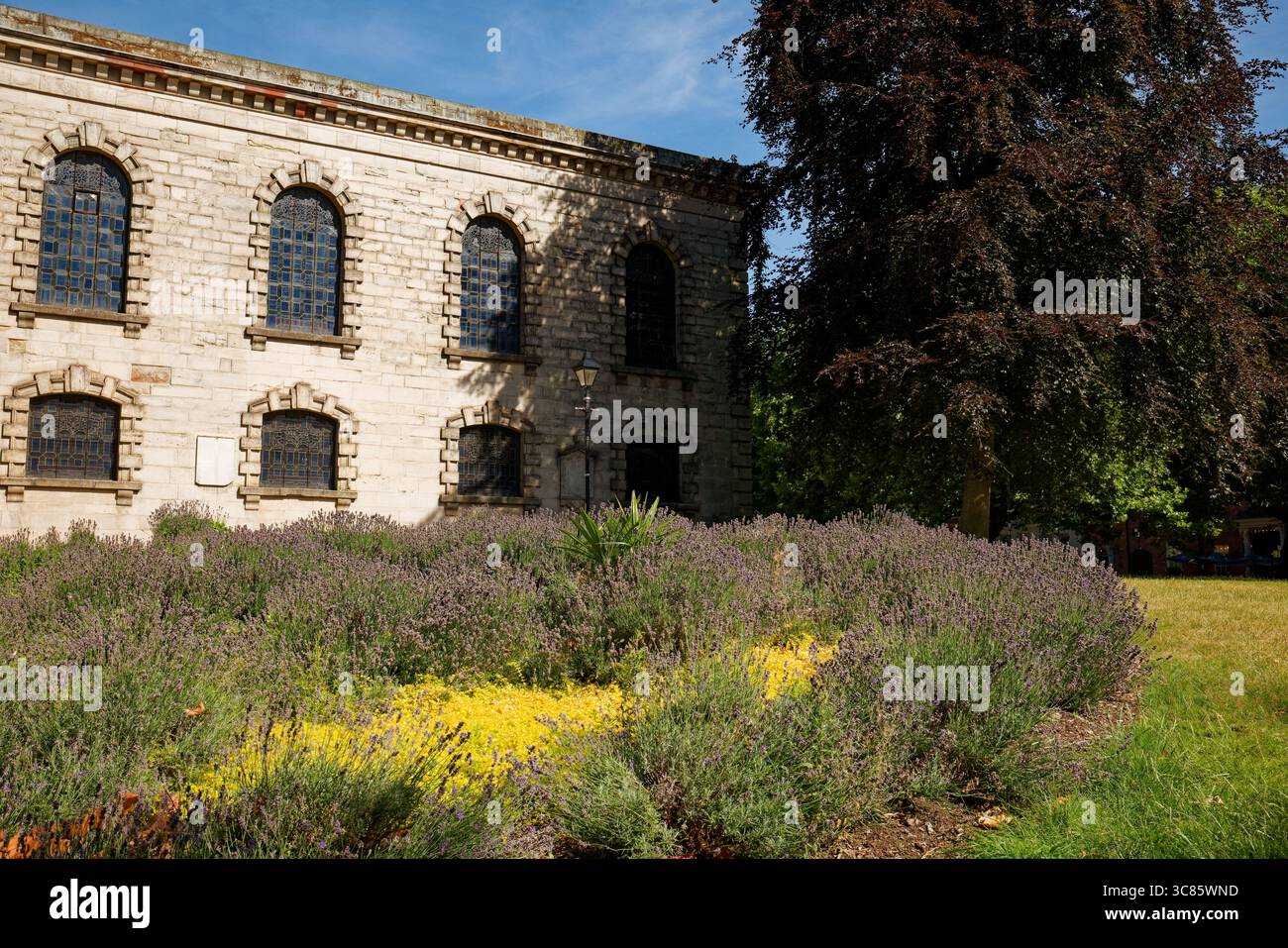 Blühender Lavendel auf dem Friedhof der St Pauls Church im Stadtzentrum von Birmingham, England. Stockfoto
