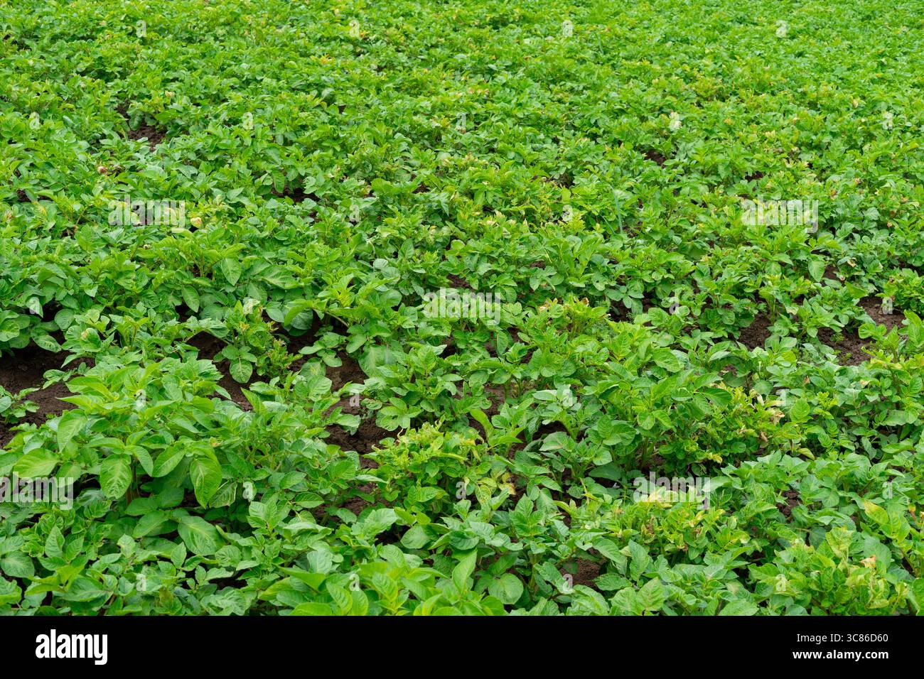 Üppige grüne Kartoffelpflanzen bedecken den Boden in einem ländlichen Feld, was auf ein gesundes Wachstum hinweist. Die Szene zeigt eine produktive landwirtschaftliche Landschaft, die blüht Stockfoto