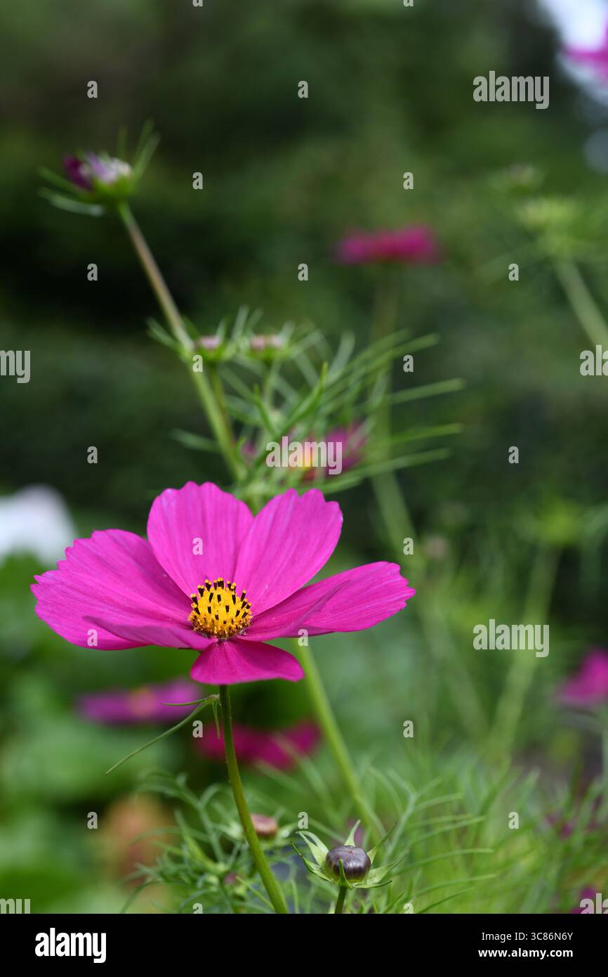 Rosa Kosmos Stockfoto