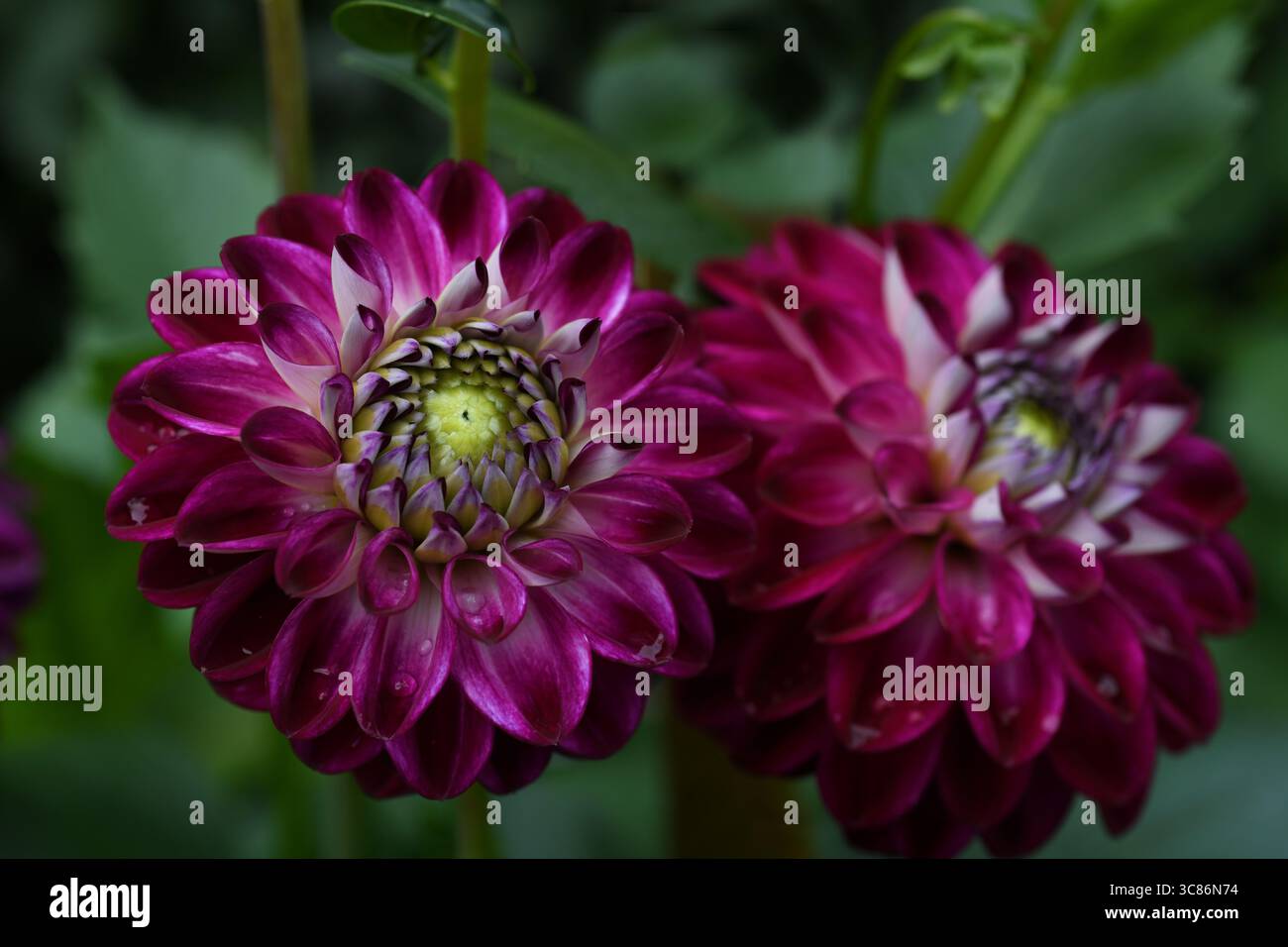 Mauve Dahlia Stockfoto