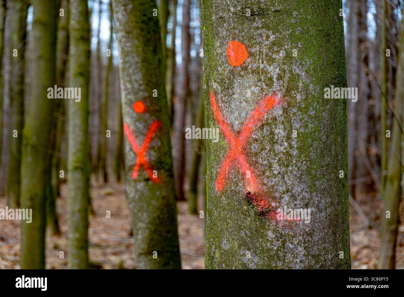 Ein Baum mit rotem Kreuz und Punkt mit verwirrten Holzfällern Stockfoto