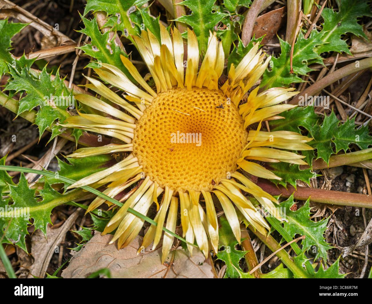 Nahaufnahme der wilden Kardinendistel oder der Carlina acanthifolia-Blüte mit spitzen Blättern im Freien in den Pyrenäen, Frankreich Stockfoto