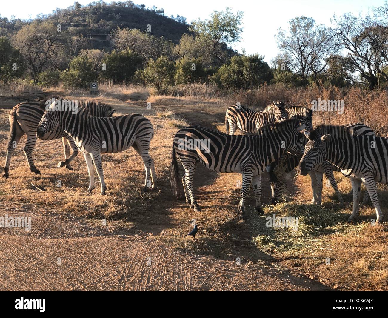 Anmutige Zebras, die friedlich unter der afrikanischen Sonne in Hartbeespoort grasen. Stockfoto