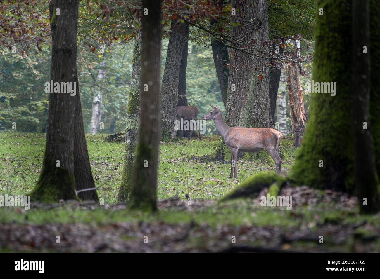 Rotwild (Cervus elaphus) im Wald, europäische Hirsche in einem Waldhabitat. Stockfoto