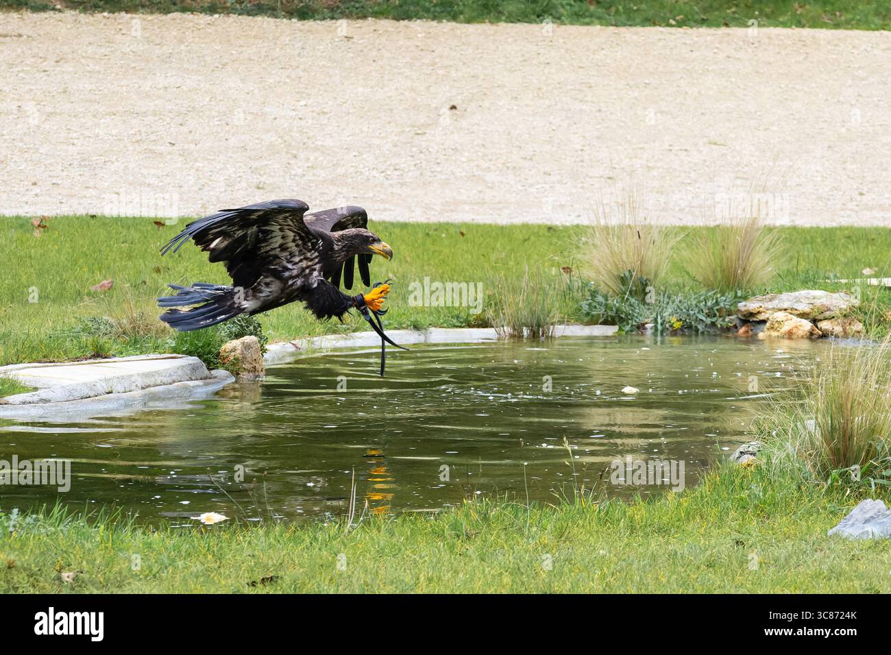 der ald-Adler (Haliaeetus leucocephalus) simuliert einen Beuteeinfang während einer Falknershow im Espace Rambouillet, Frankreich. Stockfoto