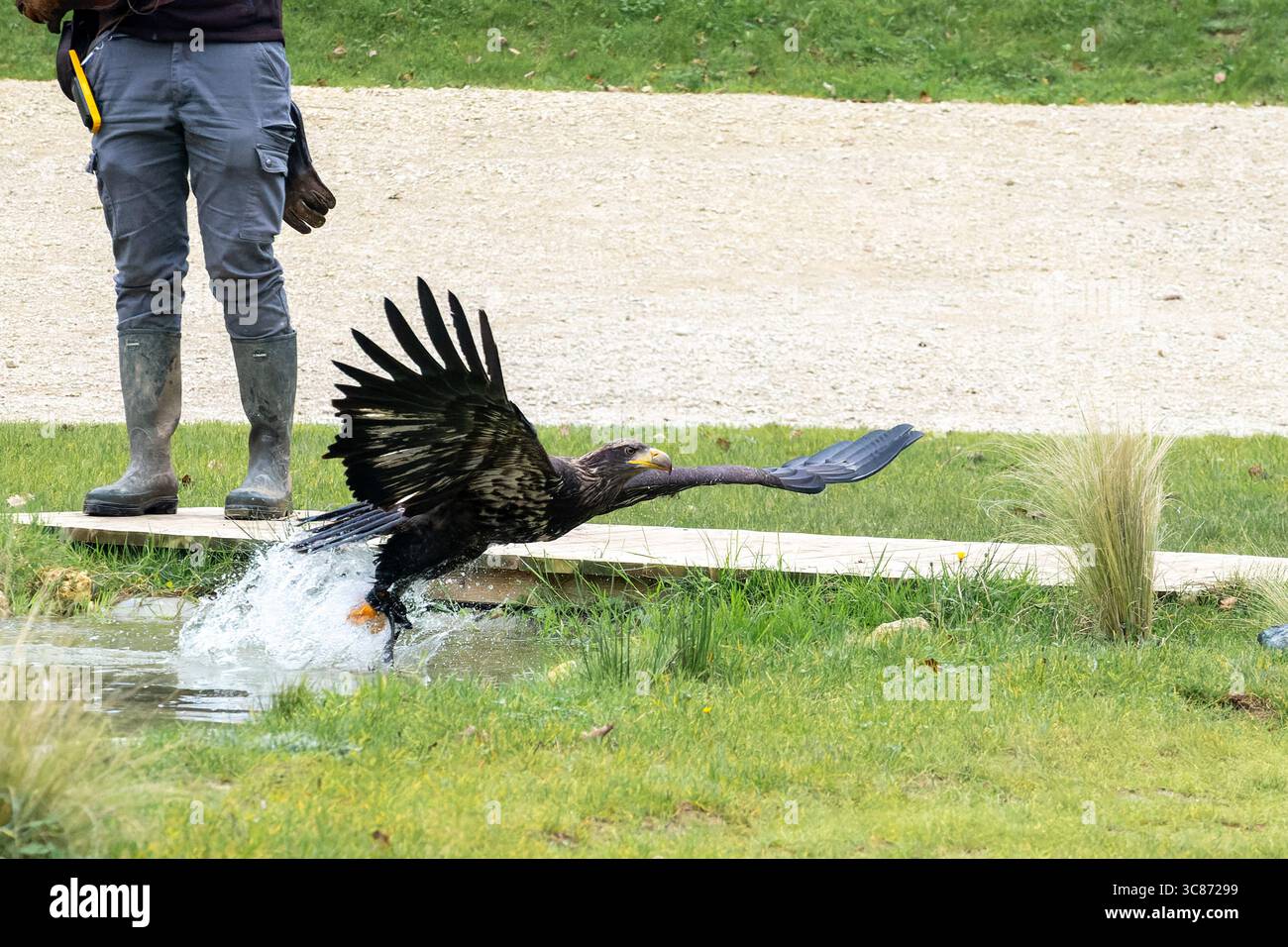 der ald-Adler (Haliaeetus leucocephalus) simuliert einen Beuteeinfang während einer Falknershow im Espace Rambouillet, Frankreich. Stockfoto