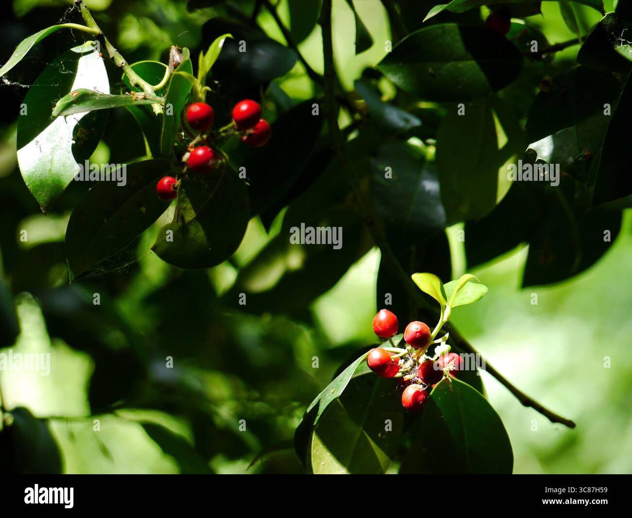 Stechpalme-Beeren und grüne Blätter der Ilex-Arten von stechpalmen-Büschen Stockfoto
