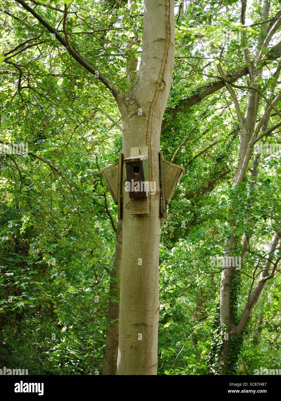 Eine Fledermausbox ist ein lebenswichtiger Zufluchtsort für nachtaktive Insektenfresser und unterstützt die Biodiversität und die Erhaltung der Artenvielfalt Stockfoto