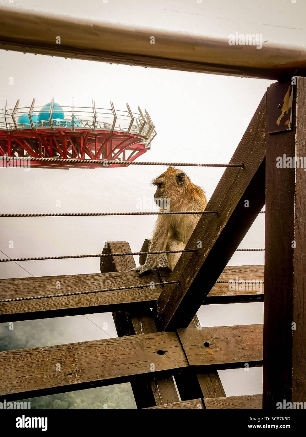 Affe auf einer Brücke, langkawi, malaysia Stockfoto