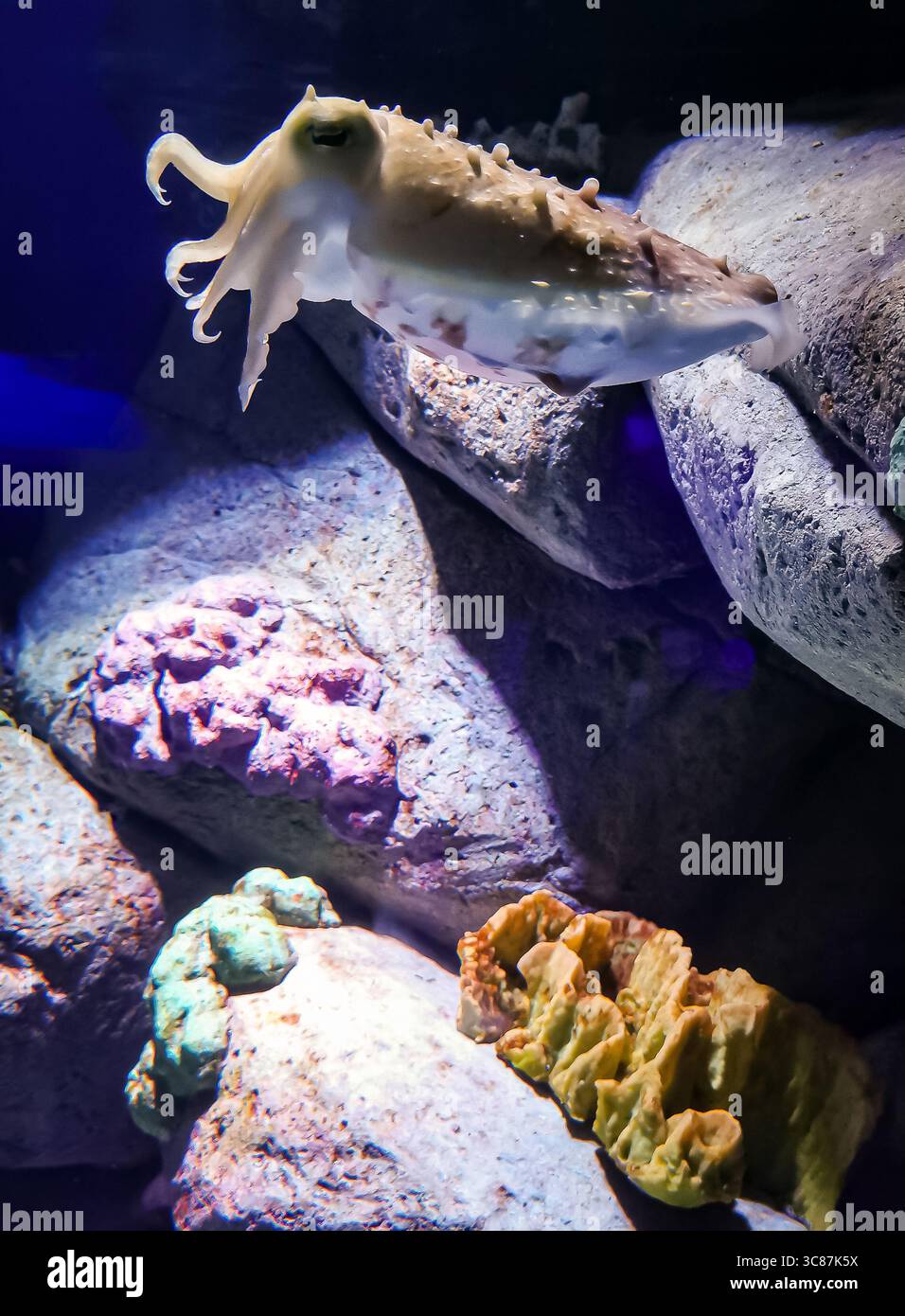 Tintenfische im Aquarium Stockfoto
