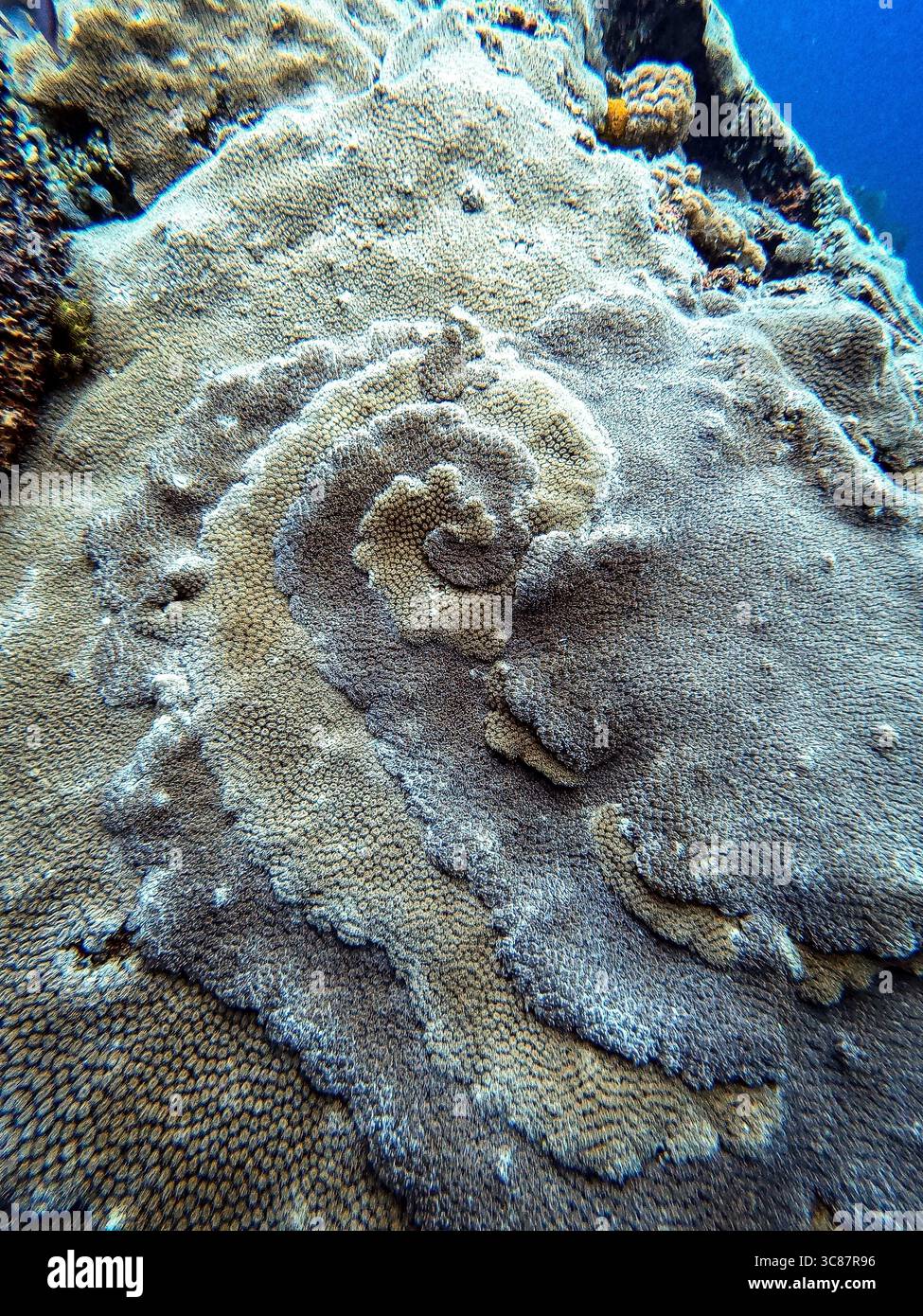 Unterwasser-Spiralkoralle, Nusa Penida, Indonesien Stockfoto