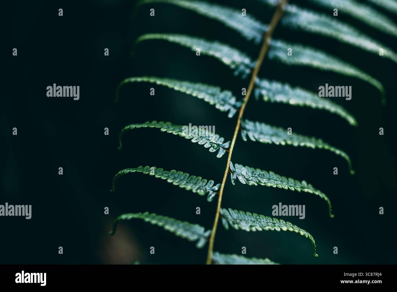 Nahaufnahme von grünem Farnblatt mit Tautropfen in einem schattigen Wald. Ideal für Konzepte wie Natur, Ruhe, Ökosystem und Pflanzenwelt. Stockfoto
