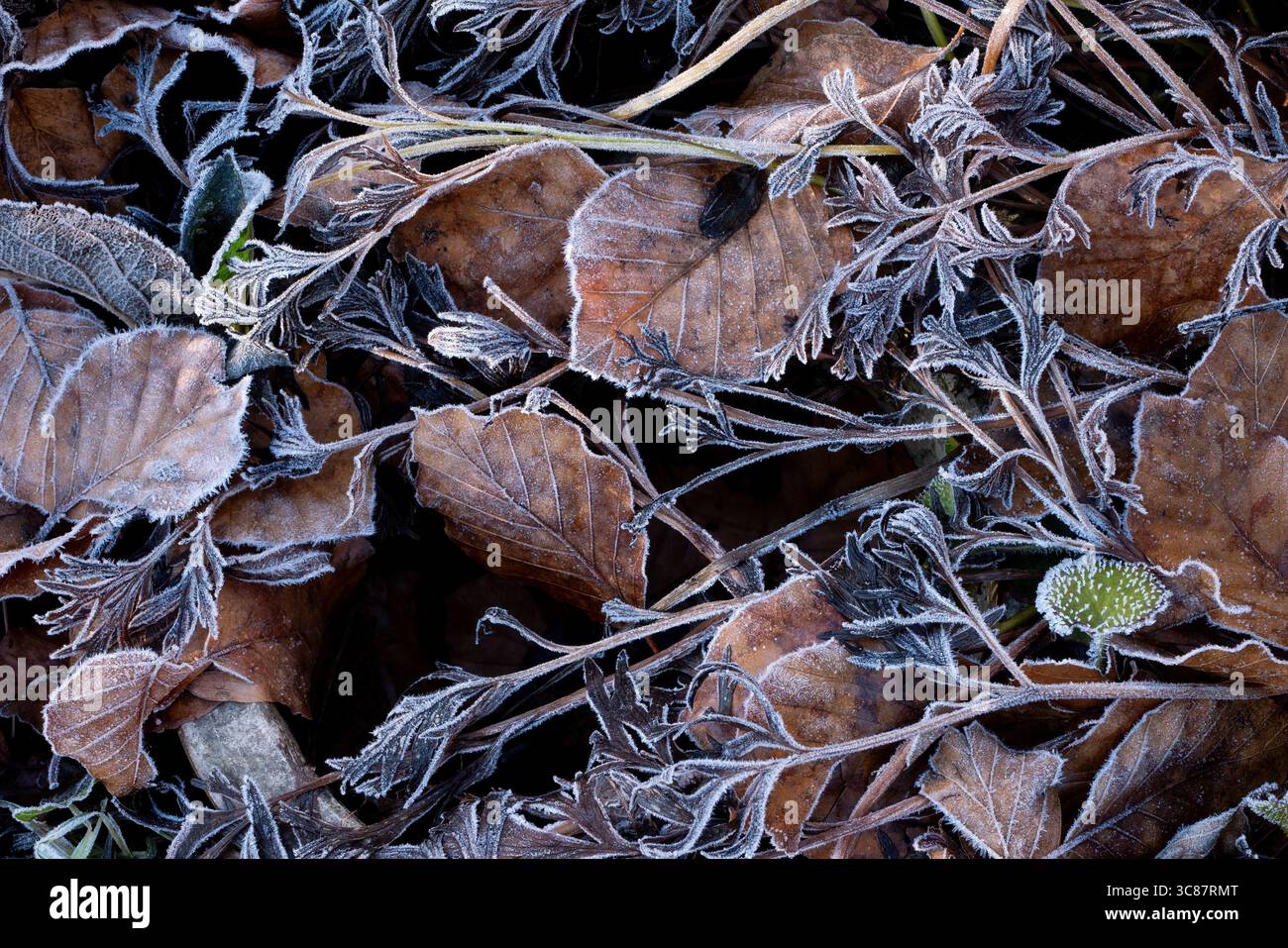 Frostige Blätter Stockfoto