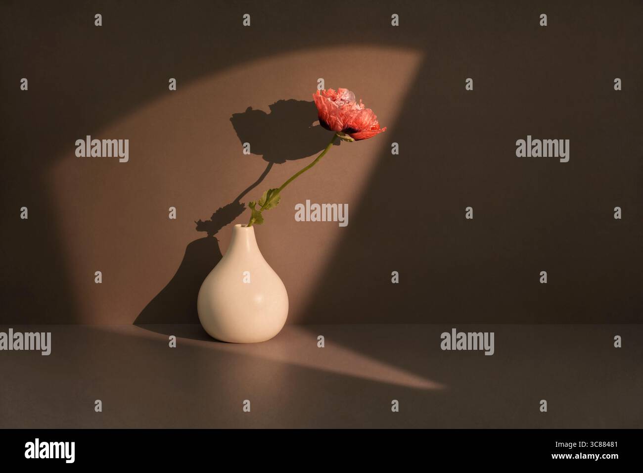 Sonnendurchfluteter, zerbrechlicher roter Mohn in weißer Vase, Blumenstillleben Stockfoto