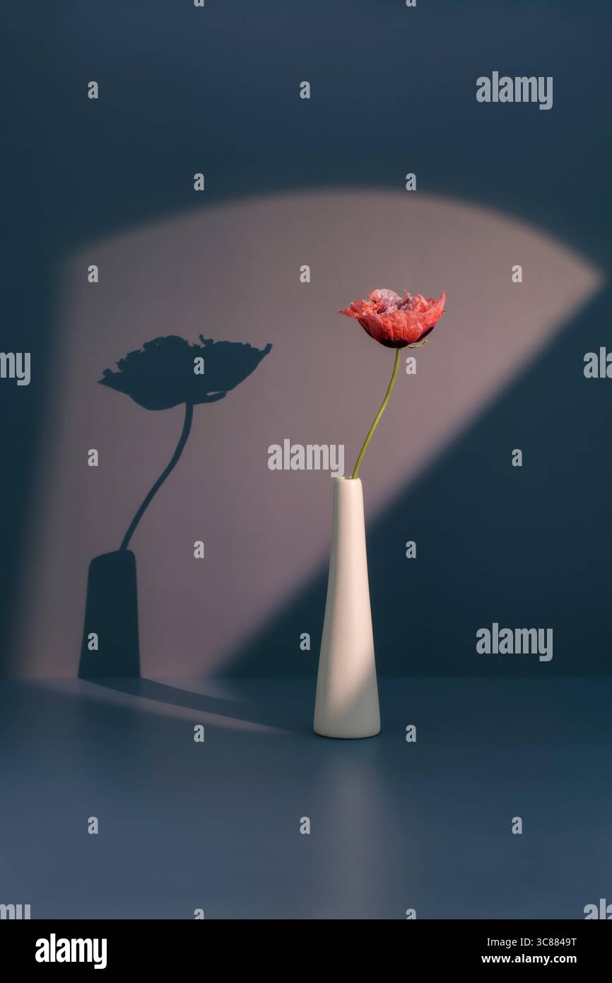 Sonnendurchfluteter roter Mohn in weißer Vase, florales Stillleben Stockfoto