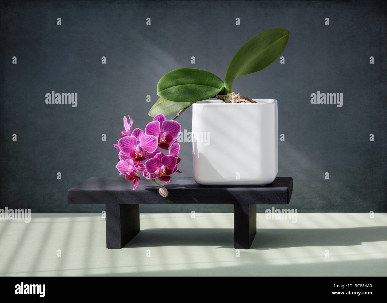 Orchideen auf schwarz -Fotos und -Bildmaterial in hoher Auflsung  Alamy
