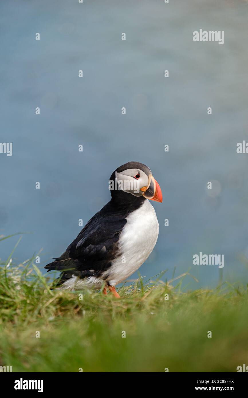 Ein bunter Papageientaucher thront auf einer grünen Klippe und blickt über das ruhige blaue Wasser Islands. Der auffällige Kontrast zwischen dem lebendigen Gefieder der Vögel und der Kulisse sorgt für einen fesselnden Ausblick. Stockfoto