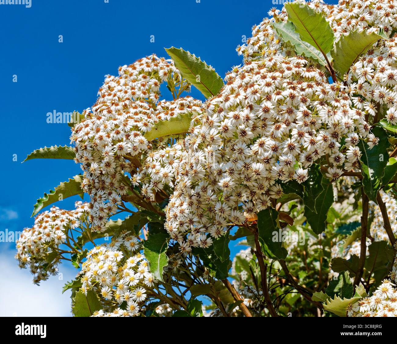Weiße Blütensträhne mit sonnigen gelben Mittelpunkten platzen vor einem strahlend blauen Himmel und strahlen Frische und Vitalität aus. Stockfoto