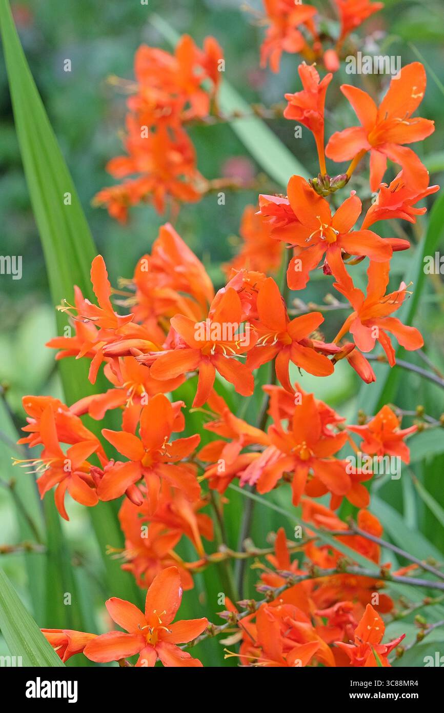 Orange Crocosmia, Montbretia, „Orange Devil“ in Blüte. Stockfoto