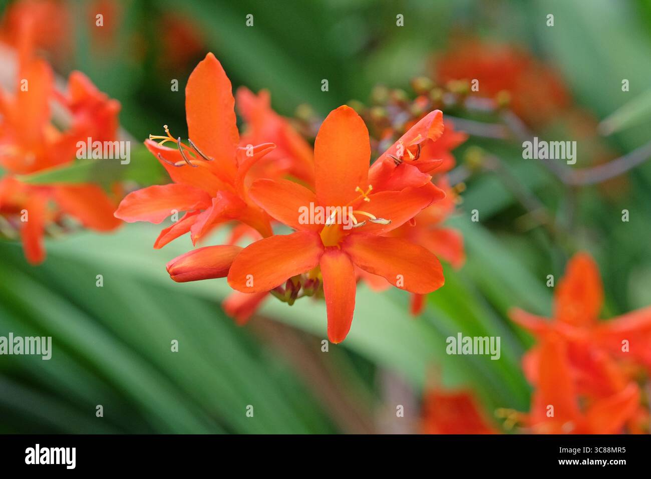 Orange Crocosmia, Montbretia, „Orange Devil“ in Blüte. Stockfoto