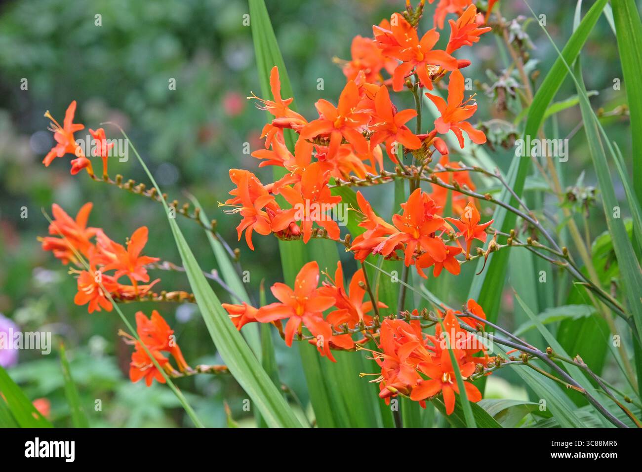 Orange Crocosmia, Montbretia, „Orange Devil“ in Blüte. Stockfoto