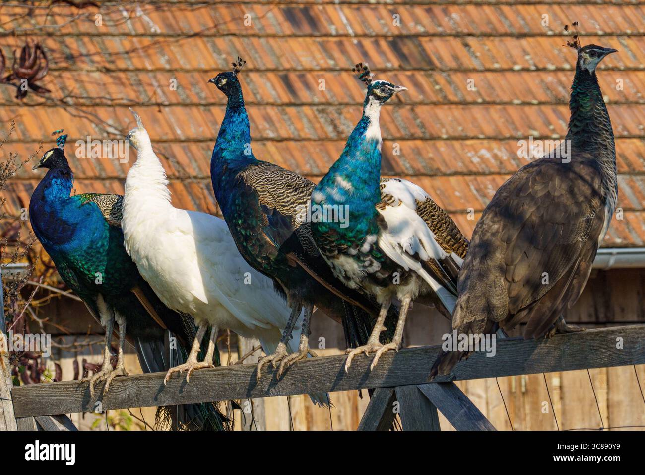 Fünf Pfauen in verschiedenen Farben – blau, weiß und braun – sitzen auf einem Holzzaun vor einem rot gedeckten Gebäude mit umliegender Vegetation. Stockfoto
