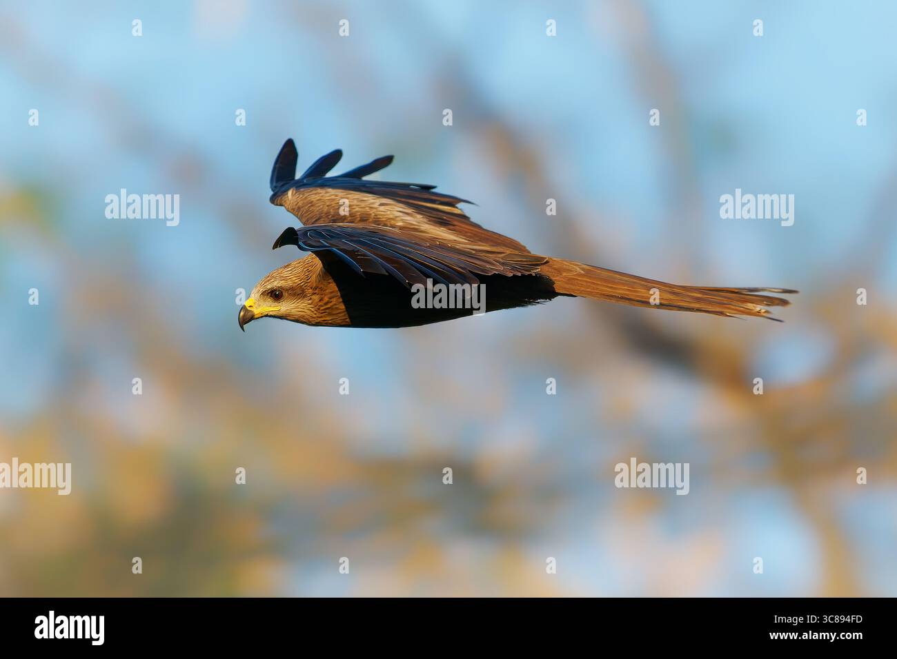 Der fliegende Schwarze Drache Milvus migrans ist ein mittelgroßer Raubvogel in Accipitridae, opportunistische Jäger und Plünderer, die in Eurasien A weit verbreitet sind Stockfoto