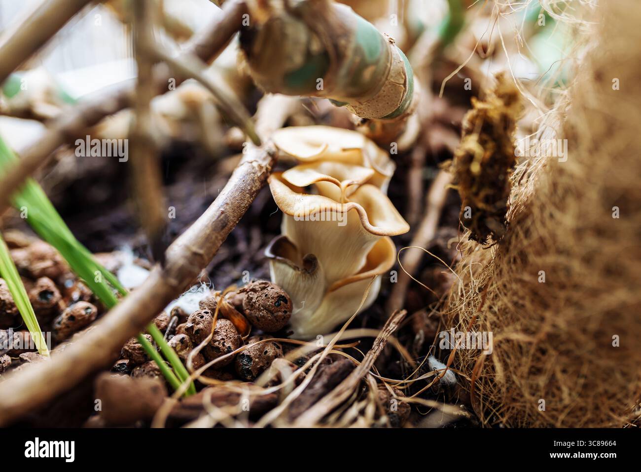 Blumentopf pilz -Fotos und -Bildmaterial in hoher Auflsung  Alamy
