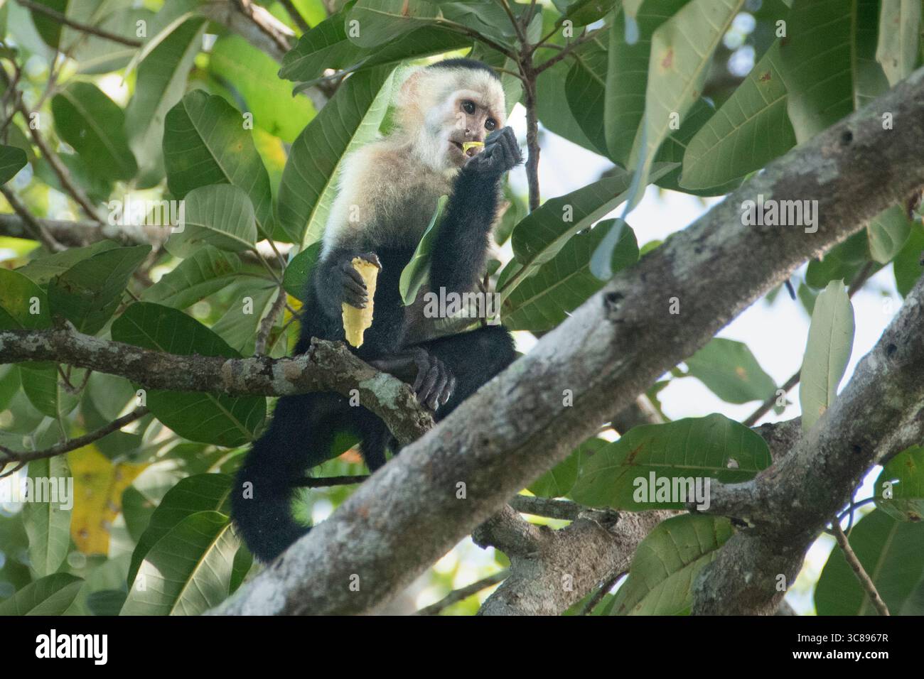 Weißgesichter Kapuzineraffe in Panama Stockfoto