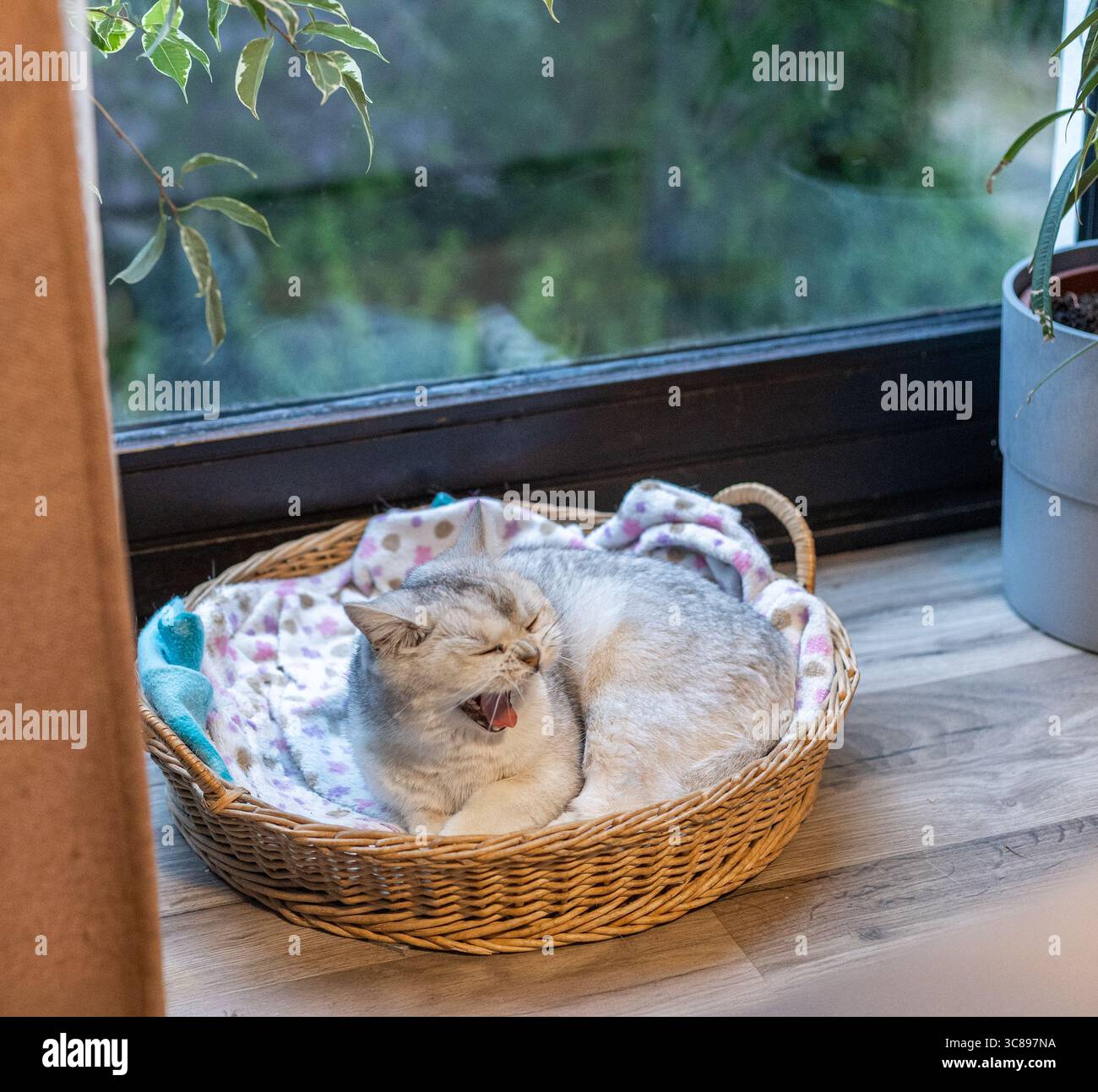 Eine entspannte Hauskatze liegt in einem gewebten Korb an einem Fenster, mit üppigem Grün draußen, was eine ruhige und gemütliche Atmosphäre schafft Stockfoto