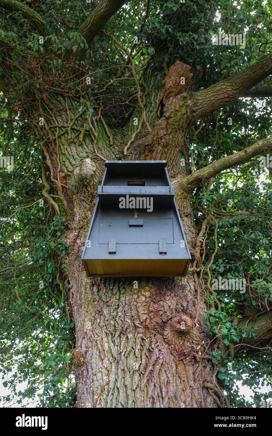 Eulenkasten auf einer alten Eiche, bedeckt mit Efeu. Suffolk,  Grobritannien Stockfotografie - Alamy