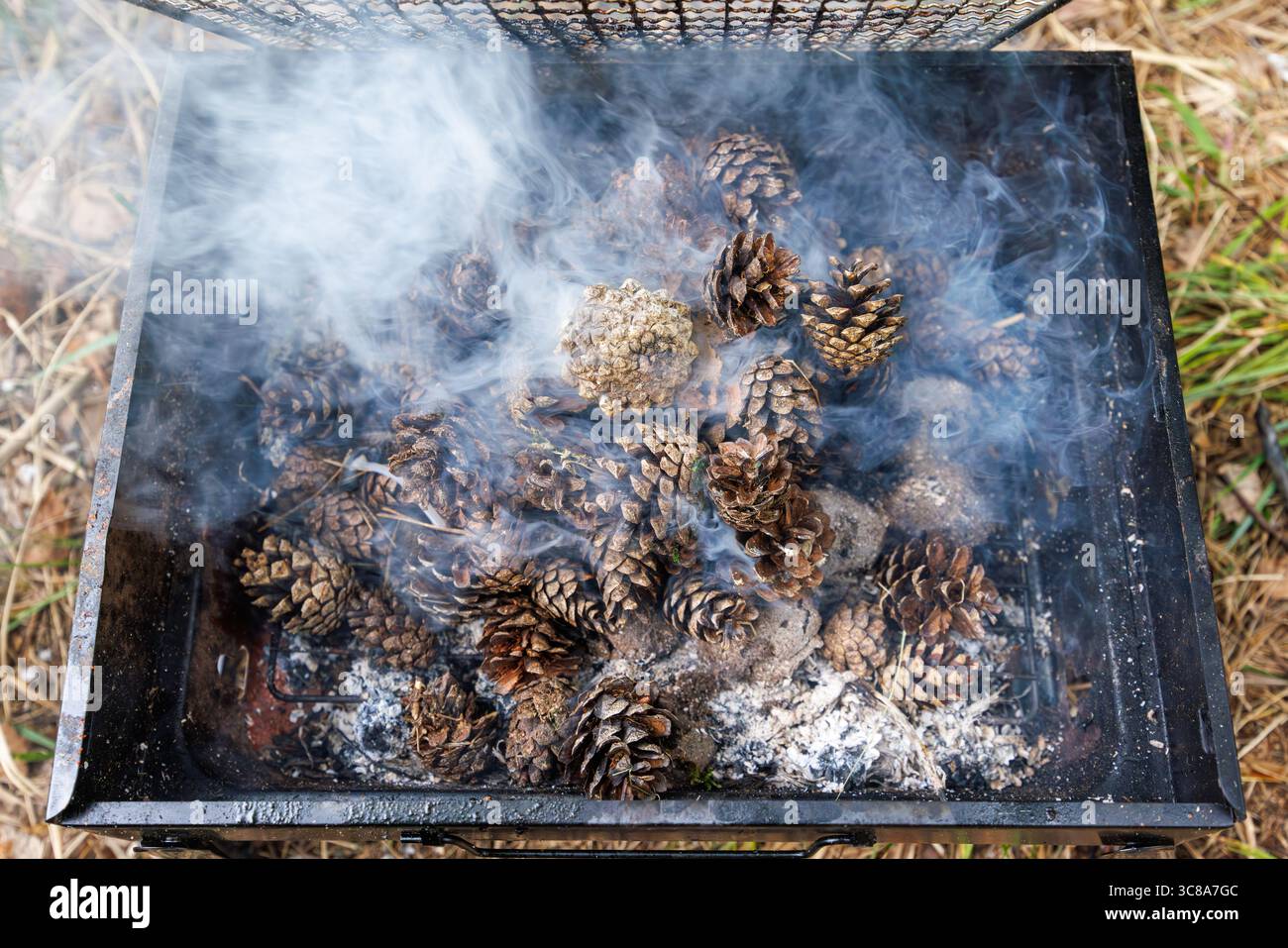 Rauchende, schwelende Tannenzapfen im Grill als Brennholz. Brennende Kohle für einen Grill. Hochwertige Fotos Stockfoto