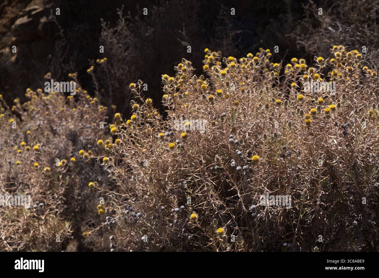 Flora von Gran Canaria - Carlina salicifolia, Distelart in Makaronesien, natürlicher floraler Hintergrund Stockfoto