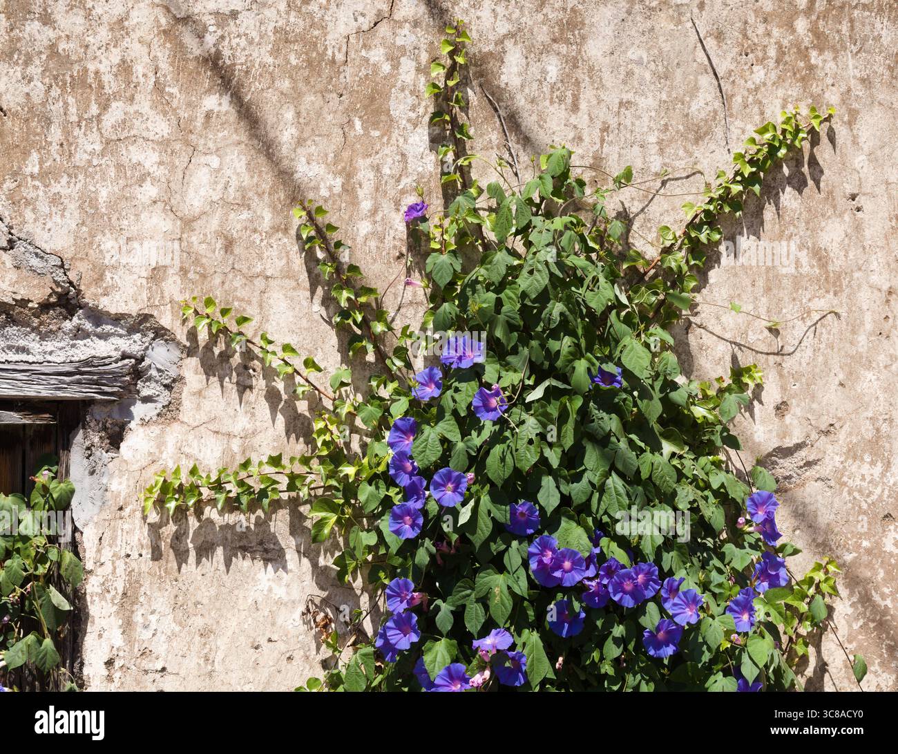 Flora von Gran Canaria - Ipomoea purpurea, gemeinsame Morgenruhr, eingeführte Arten, natürlicher floraler Hintergrund Stockfoto