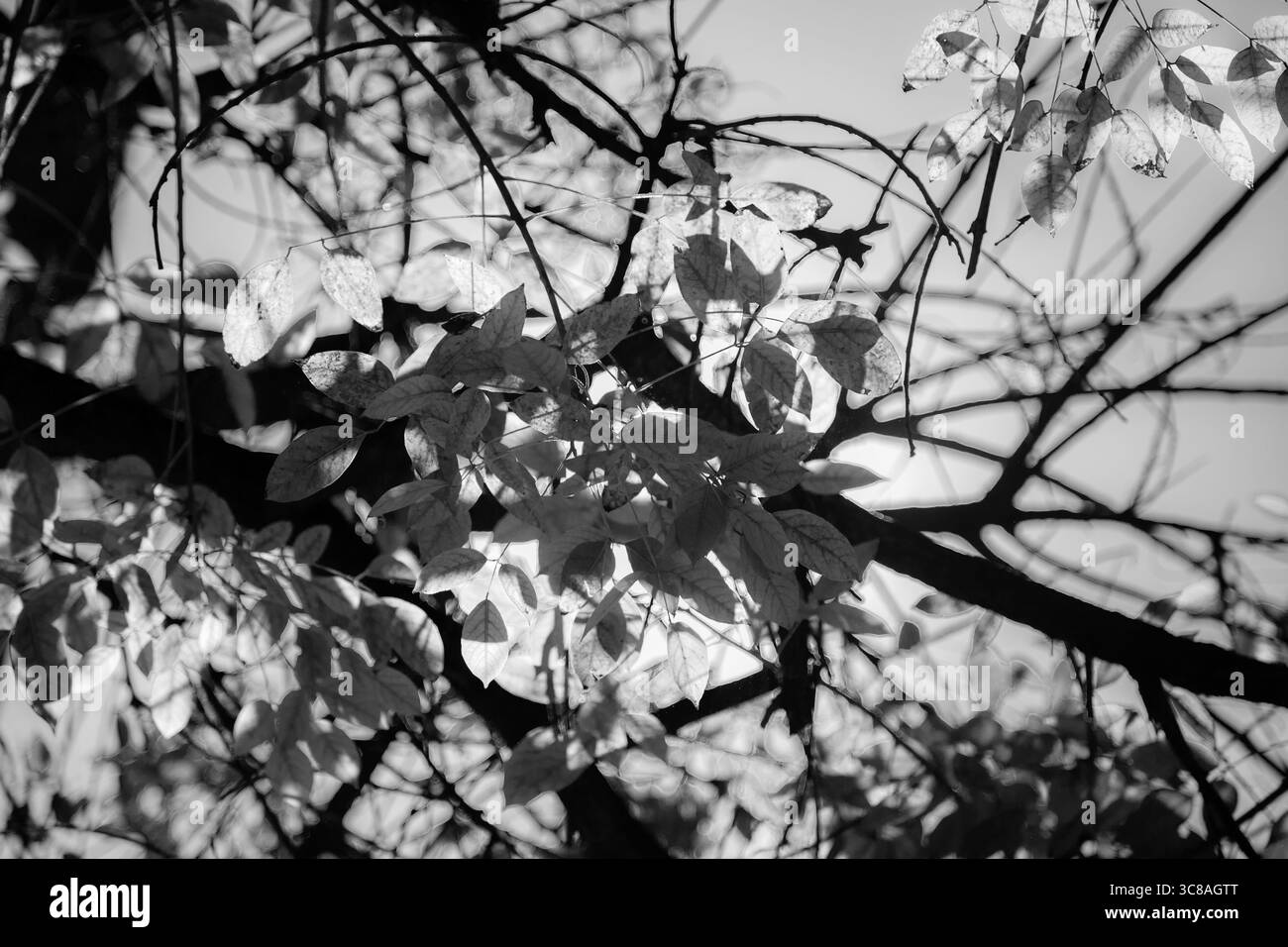 Schwarz-weiße Nahaufnahme von Ästen und Blättern im Sonnenlicht Stockfoto