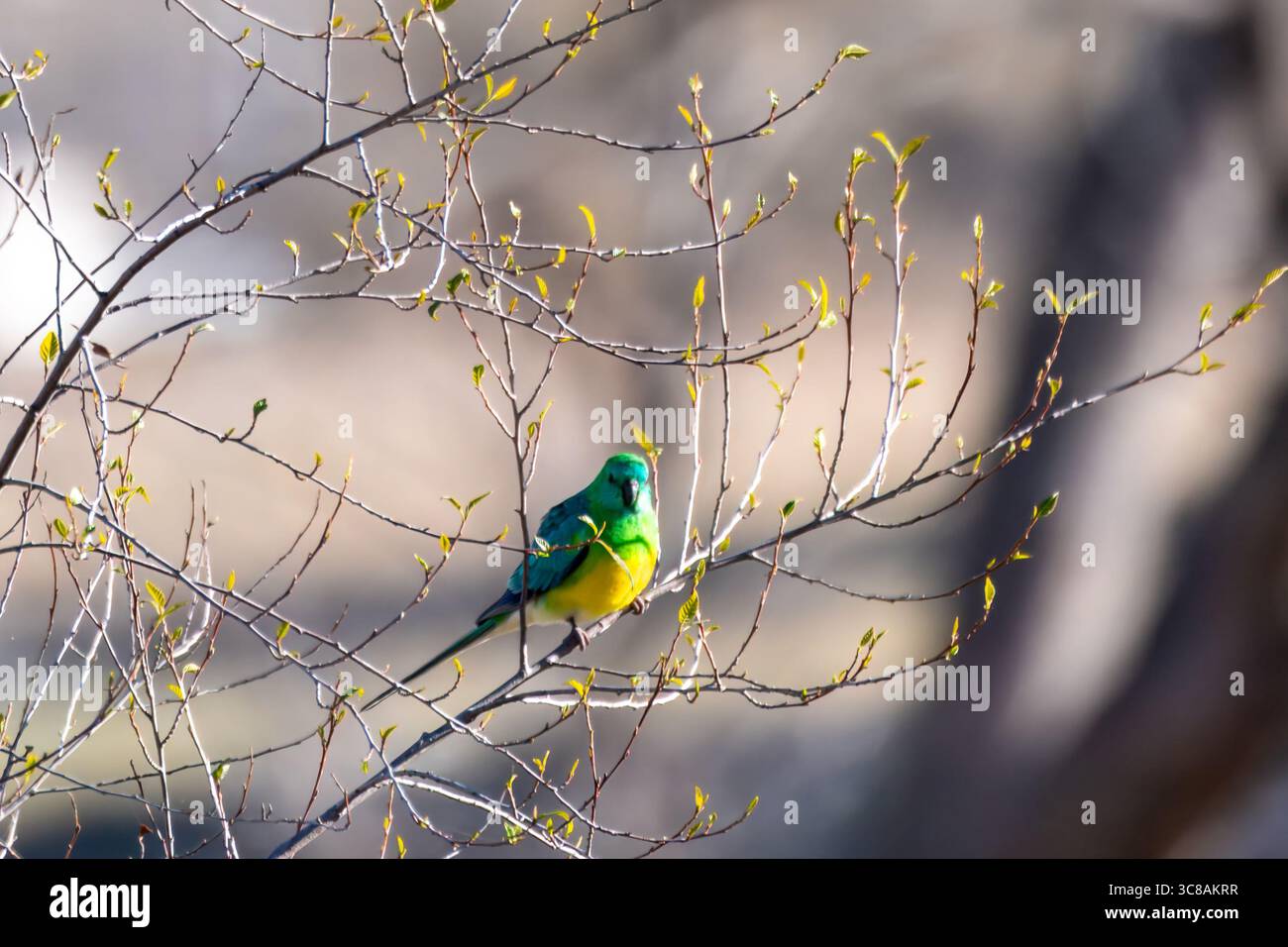 Papageien im Baum in Blayney, Central West, NSW, Australien. Stockfoto