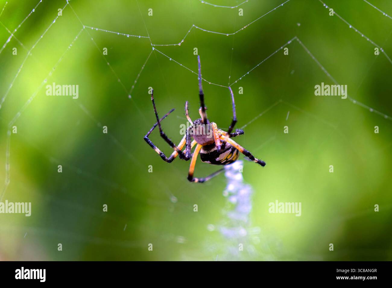Gelbe Gartenspinne (Argiope aurantia) spinnender Seidenfaden in einer dynamischen Nahaufnahme, die das Verhalten des Webaufbaus zeigt. Stockfoto