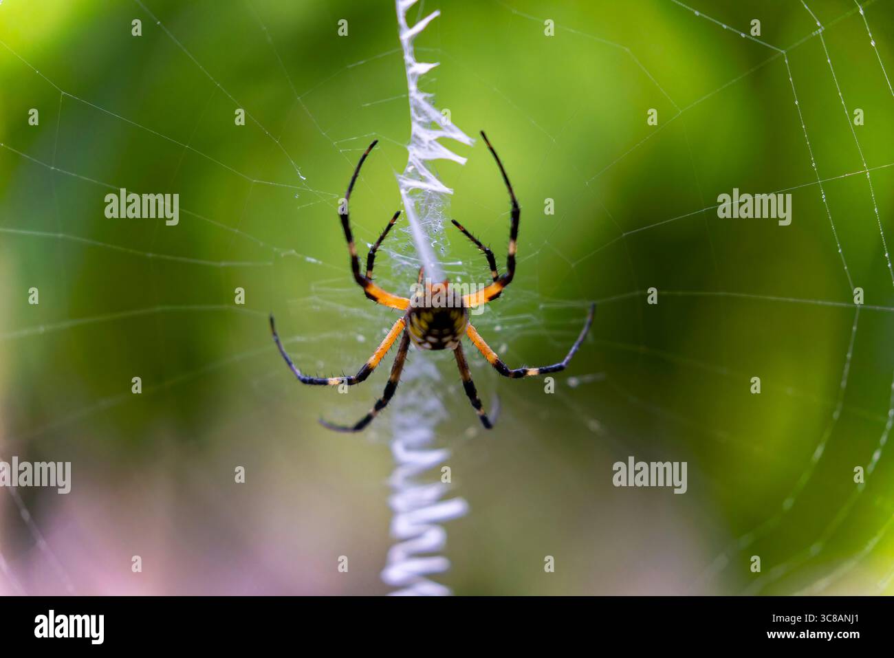 Gelbe Gartenspinne (Argiope aurantia) spinnender Seidenfaden in einer dynamischen Nahaufnahme, die das Verhalten des Webaufbaus zeigt. Stockfoto