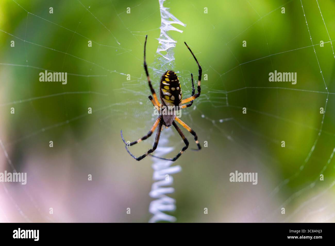 Gelbe Gartenspinne (Argiope aurantia) spinnender Seidenfaden in einer dynamischen Nahaufnahme, die das Verhalten des Webaufbaus zeigt. Stockfoto